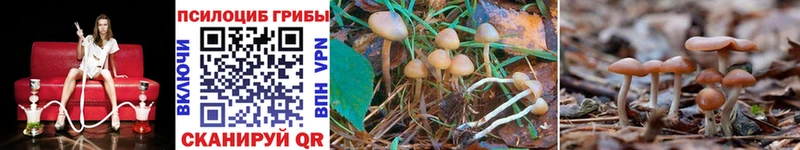 наркота Тихорецк hydra вход Псилоцибиновые грибы Cubensis